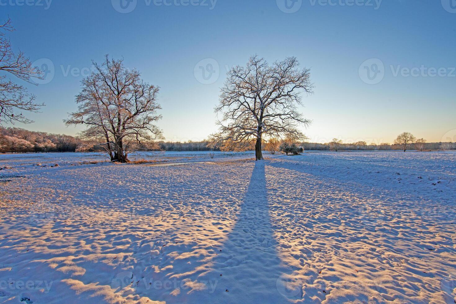 Snow-covered meadow with the sun rising, surrounded by trees, capturing a peaceful winter morning photo