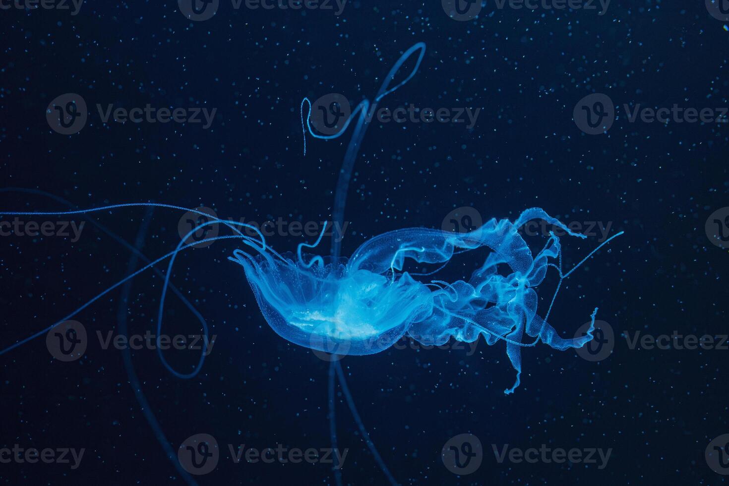 underwater photography of beautiful malaysian sea jellyfish chrysaora chinensis close up photo