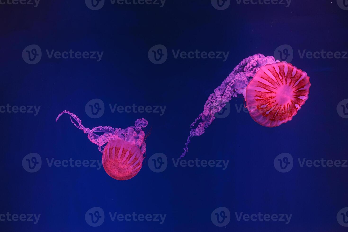 underwater shooting of beautiful jellyfish Chrysaora hysoscella photo