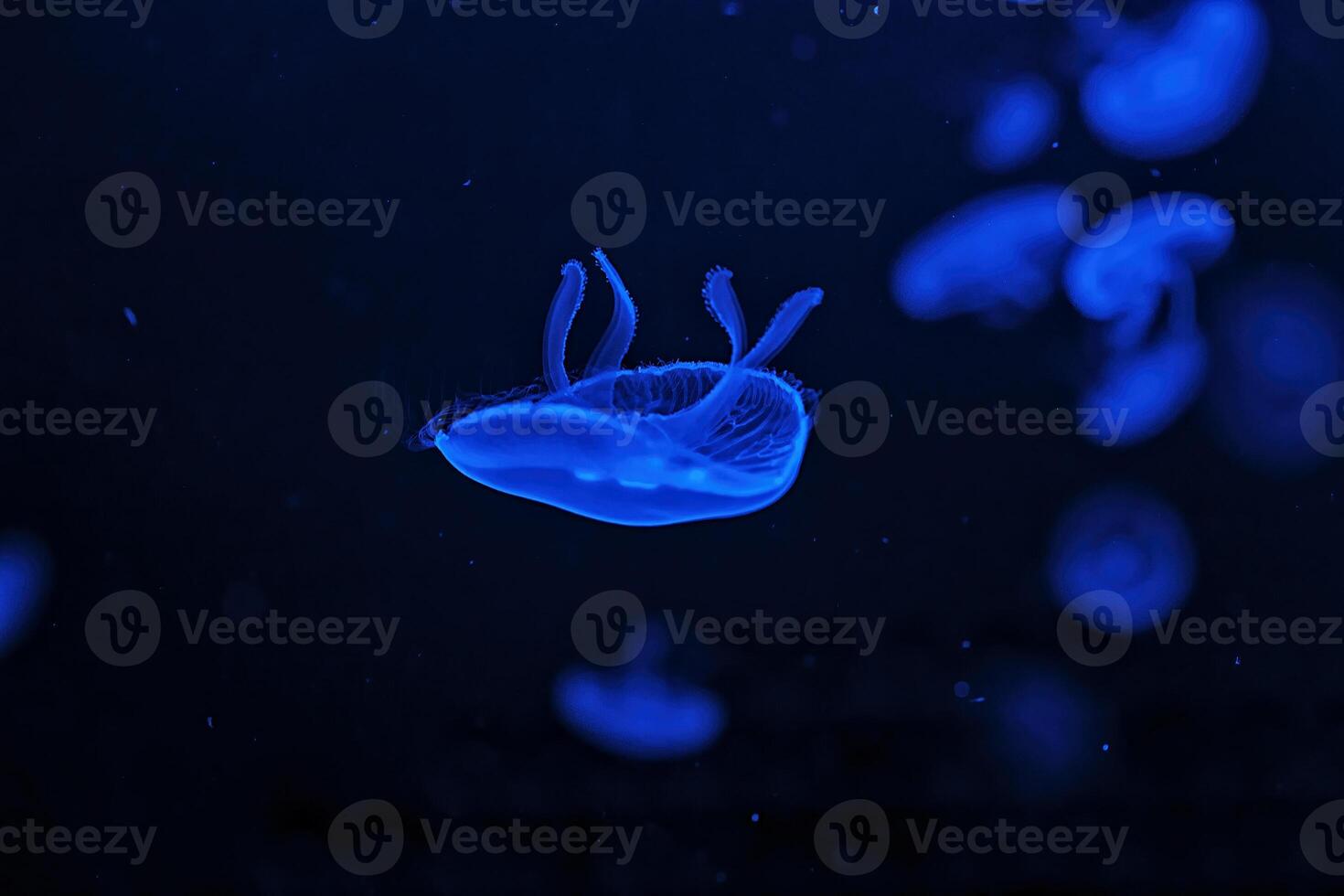 Shooting macro Jellyfish Aurelia Aurita underwater photo