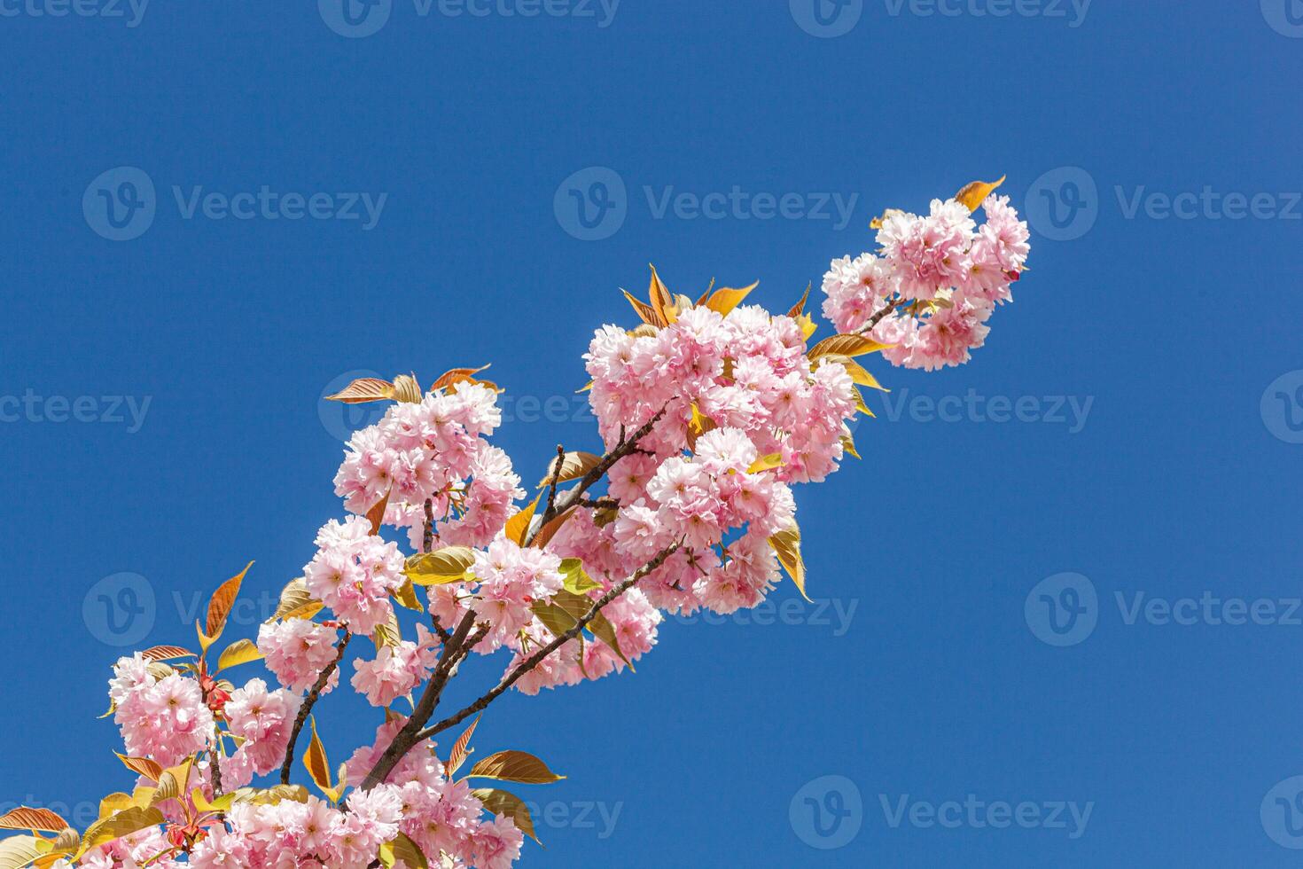sakura blossom, sakura branches against the blue sky close-up photo