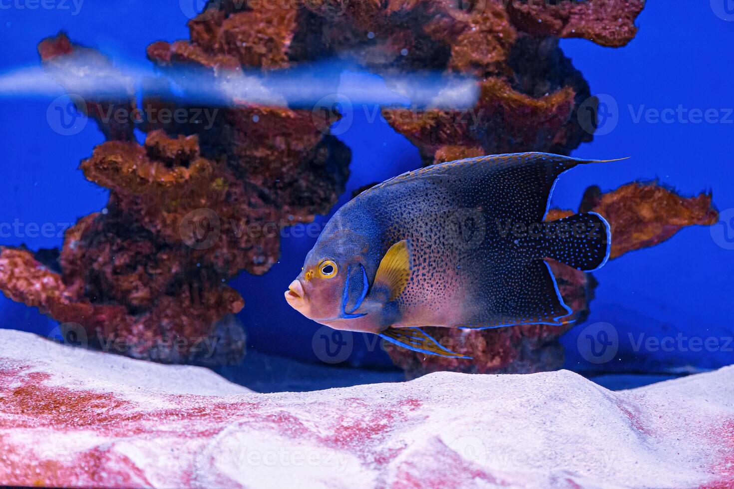 Underwater shot of fish Pomacanthus semicirculatus photo