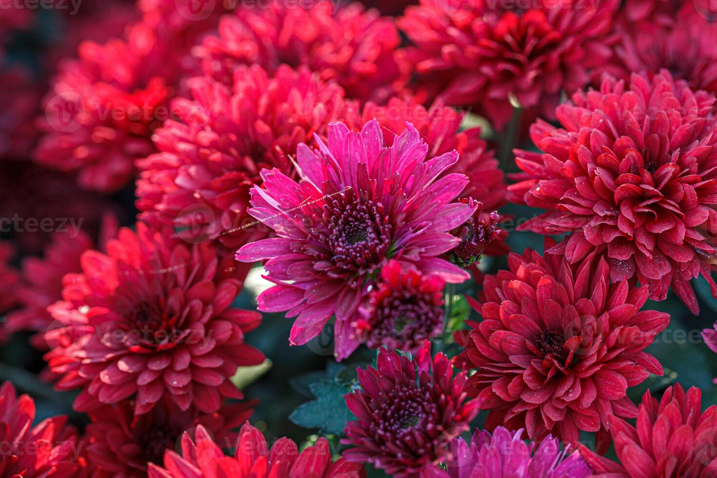 beautiful bushes of chrysanthemum flowers red colors photo