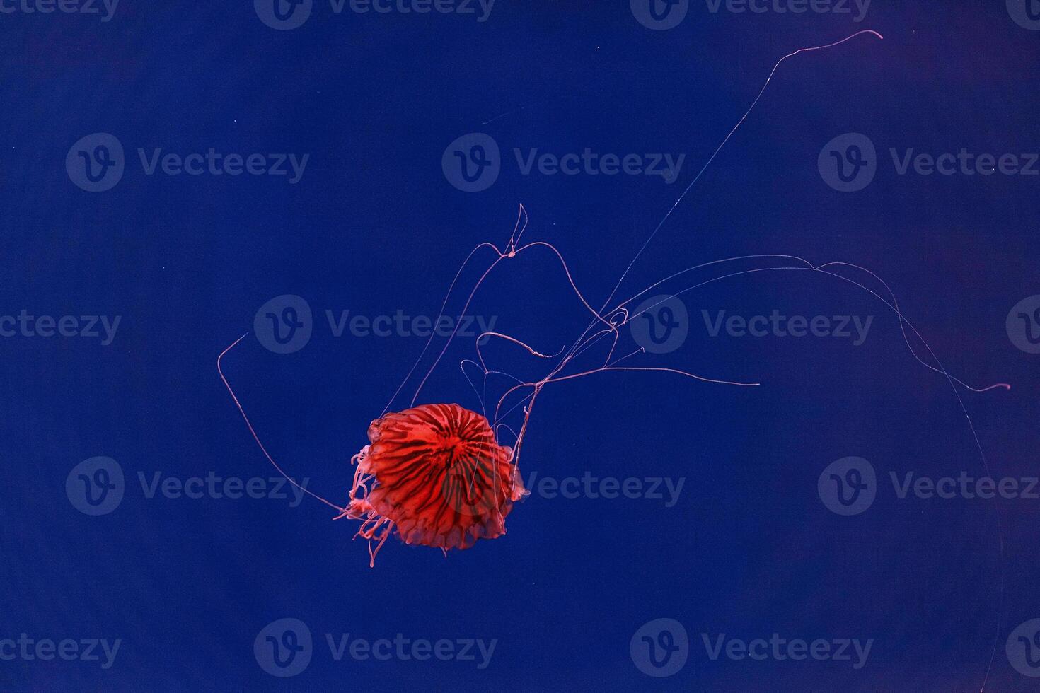 underwater photography of beautiful jellyfish japanese sea nettle chrysaora pacifica photo