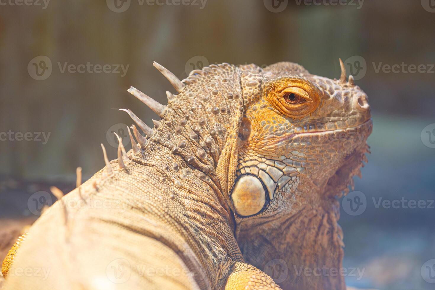 beautiful lizard Iguana iguana close up photo