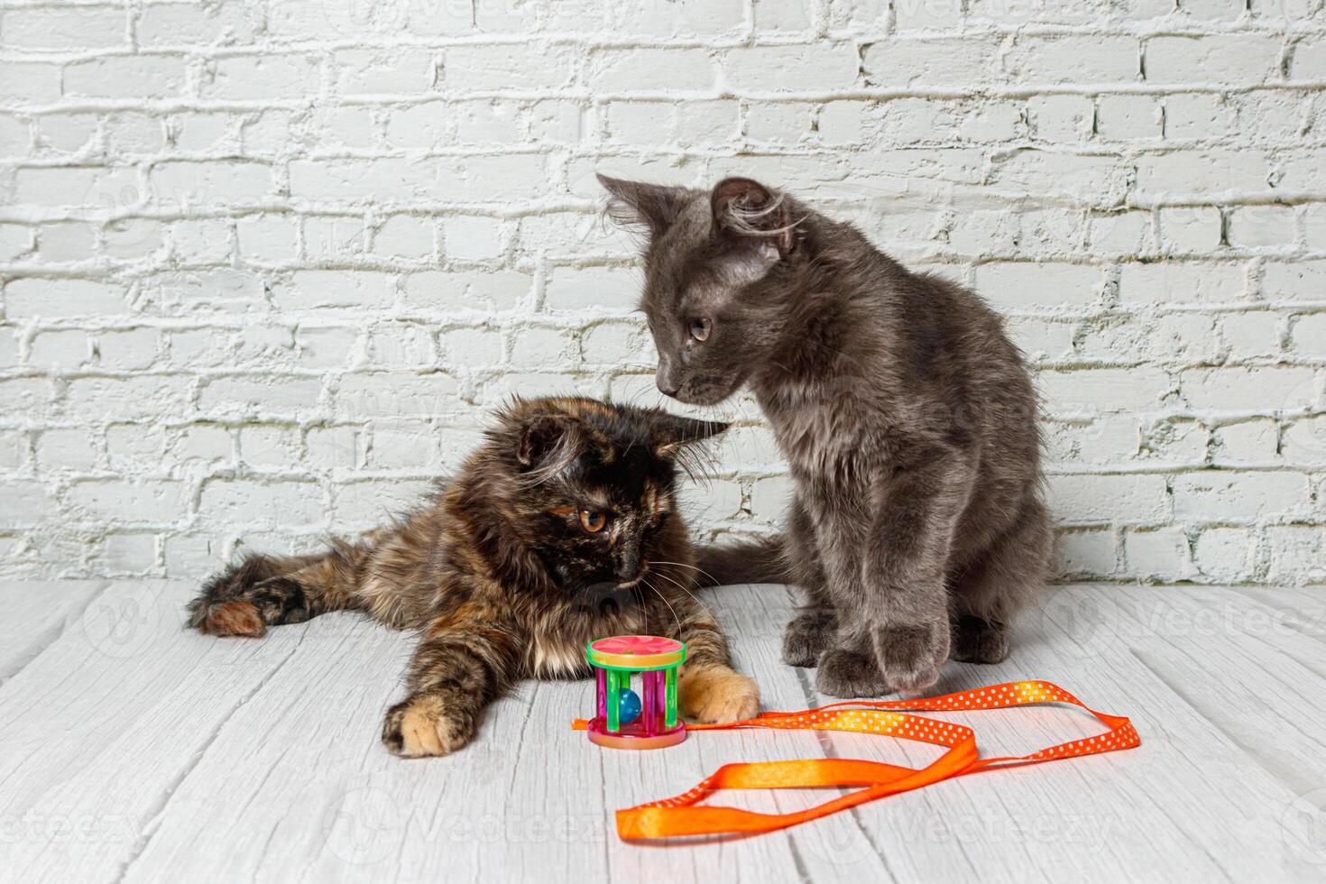 Beautiful couple of gray cat boy and girl on a brick wall background photo