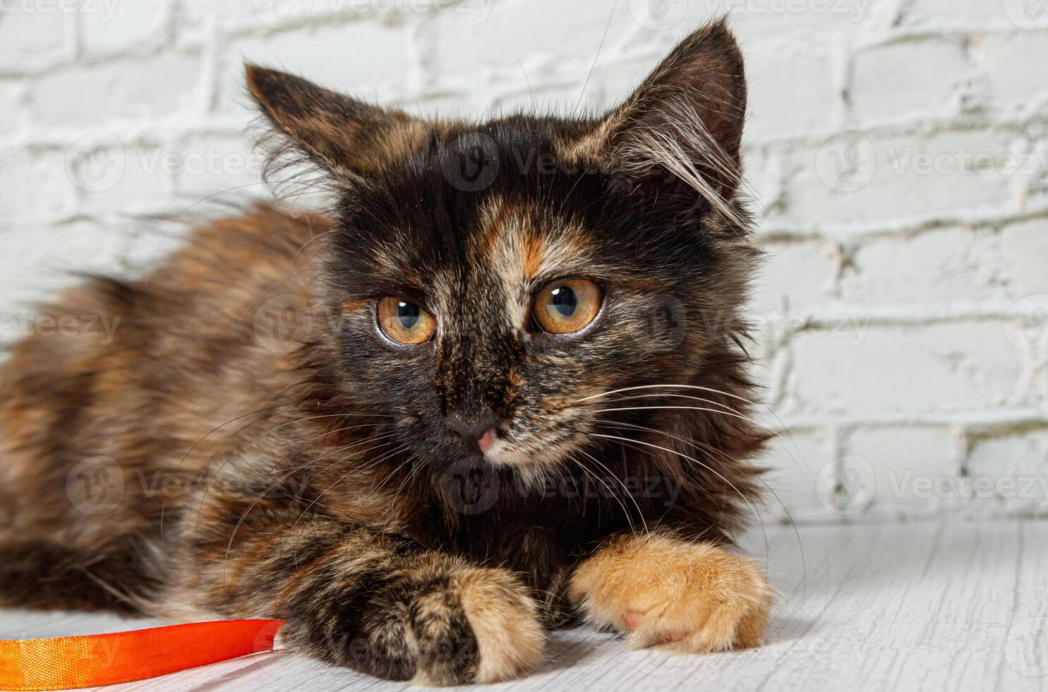 Beautiful little cat girl on a background of a brick wall photo