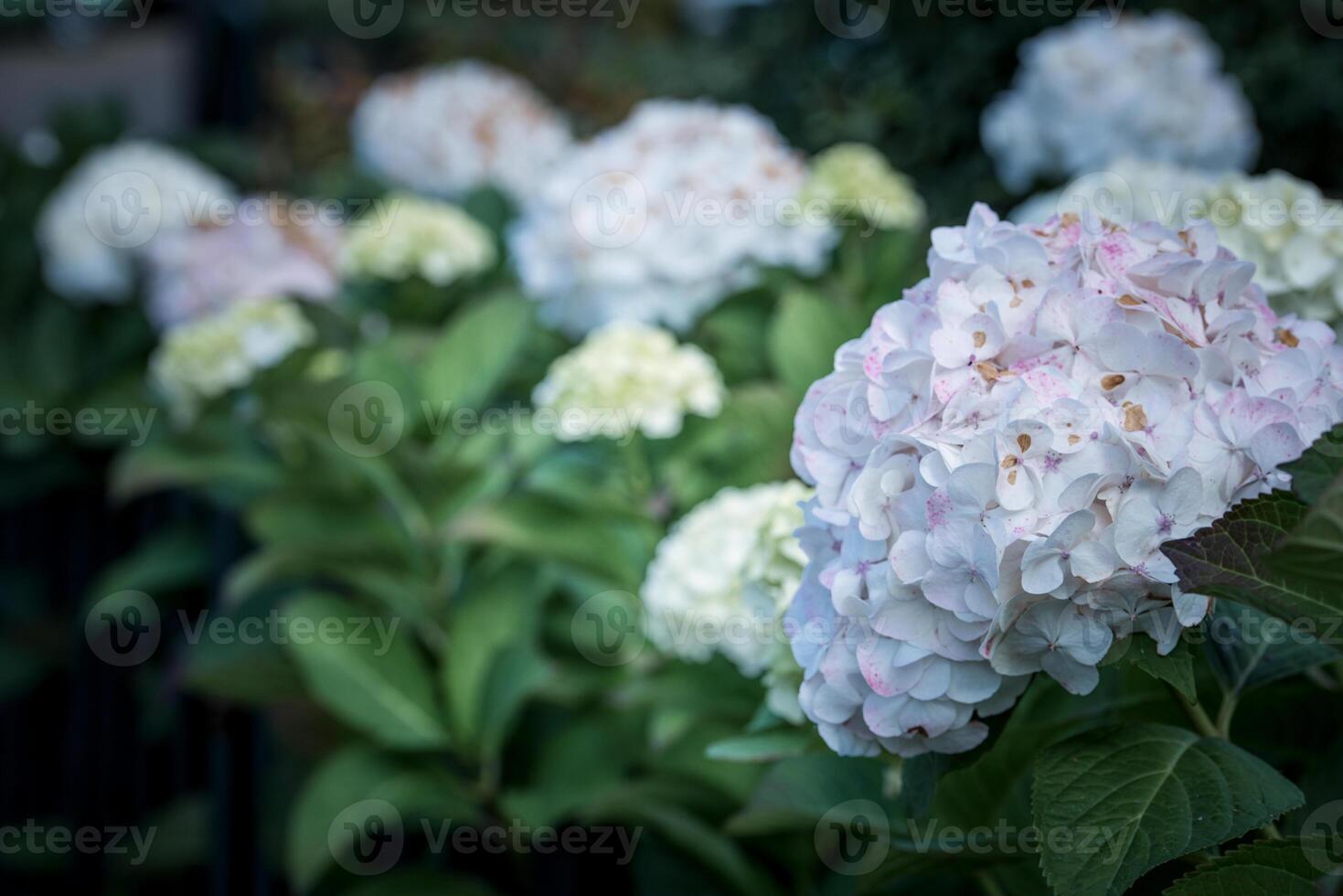 Pink hydrangea flowers bush in autumn photo