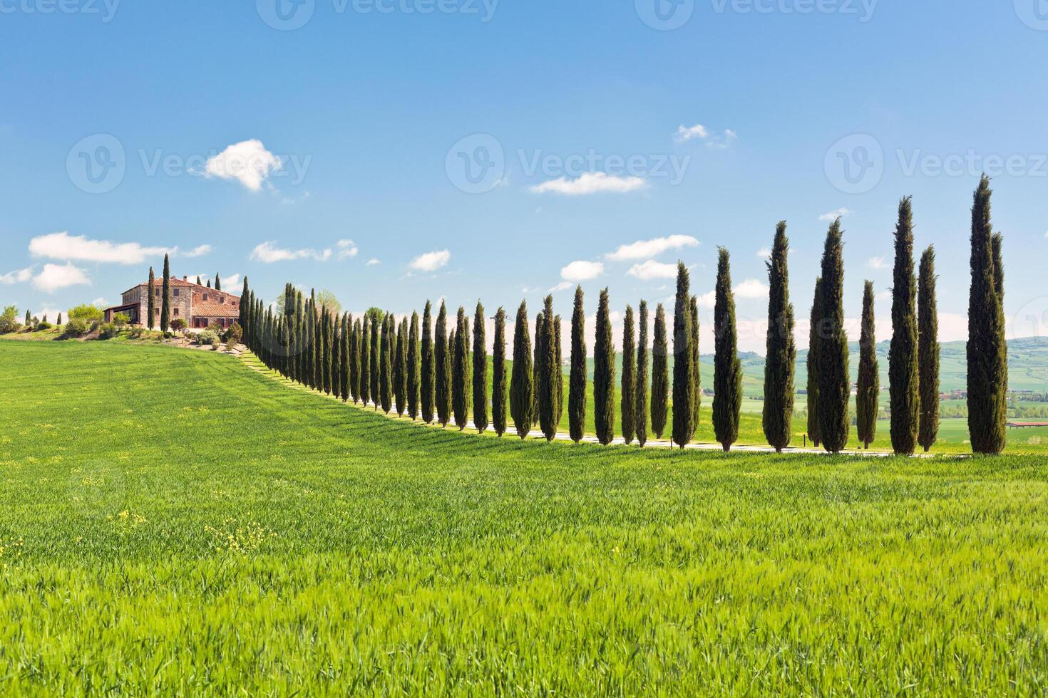 Classic View of Tuscan Farmhouse, Green Field and Cypress Tree Rows photo