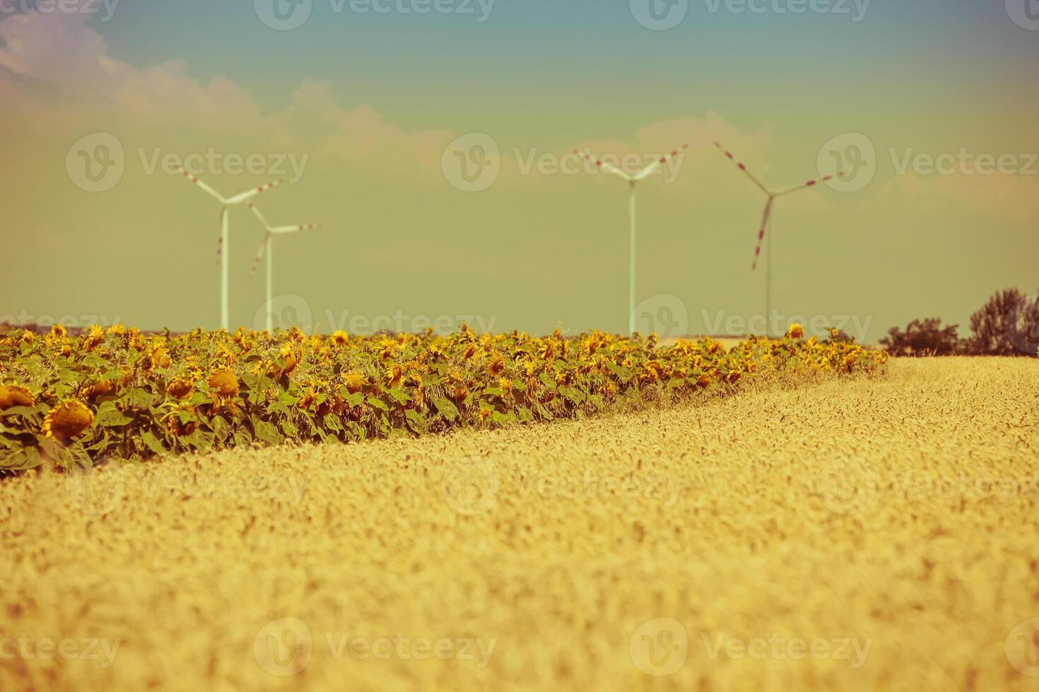 Cereal and Sunflowers Fields view photo