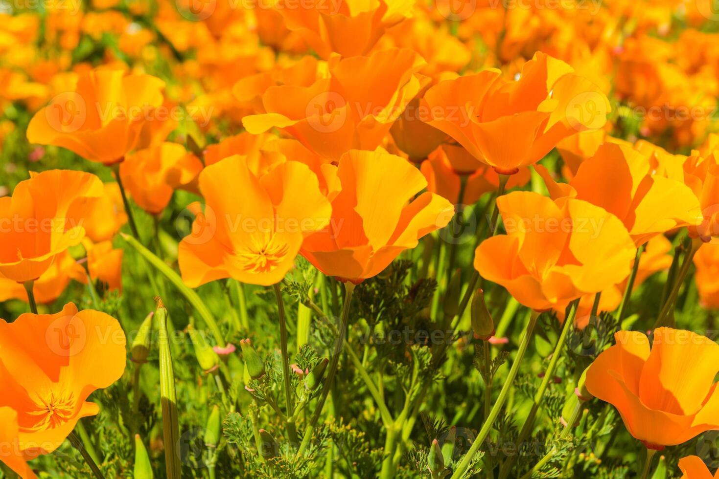 Orange poppies in a summer meadow on sunny day photo