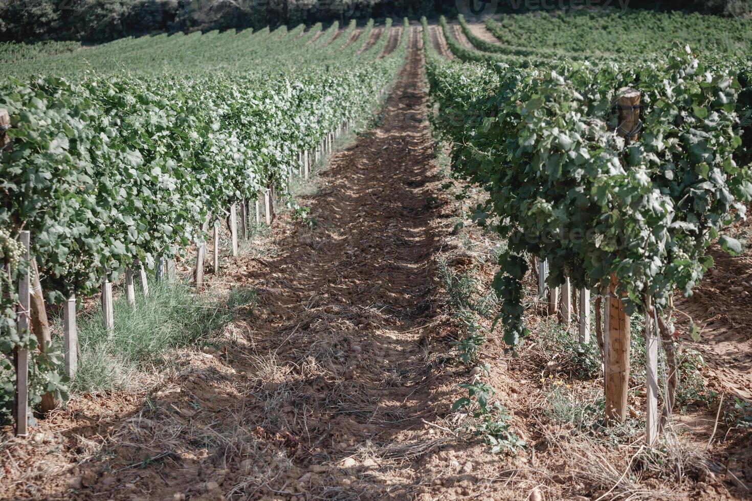 Vineyard Field in the Southern France photo