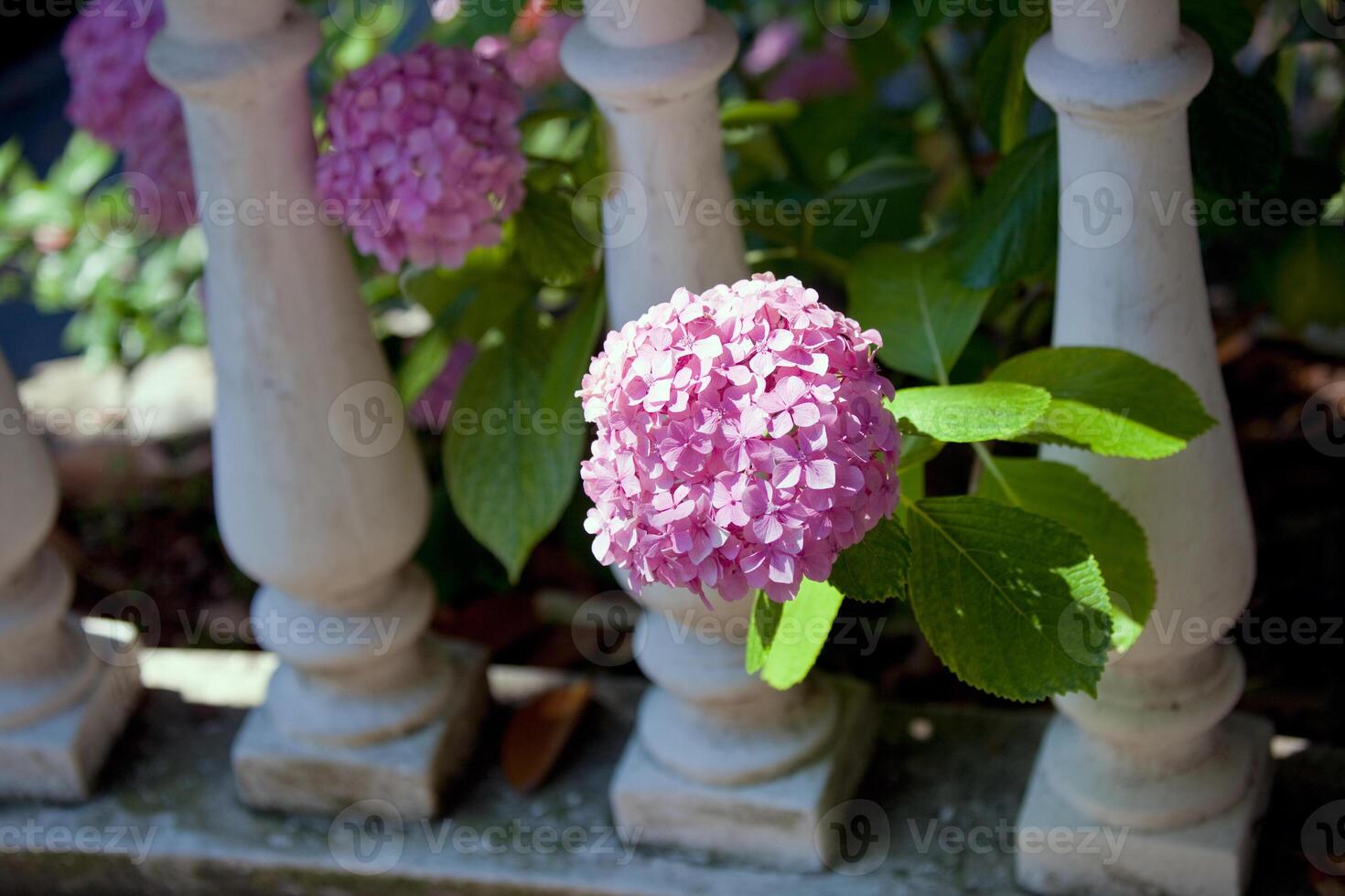 pink hydrangea bush photo