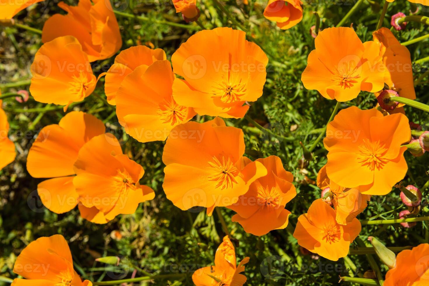 Orange poppies in a summer meadow on sunny day photo
