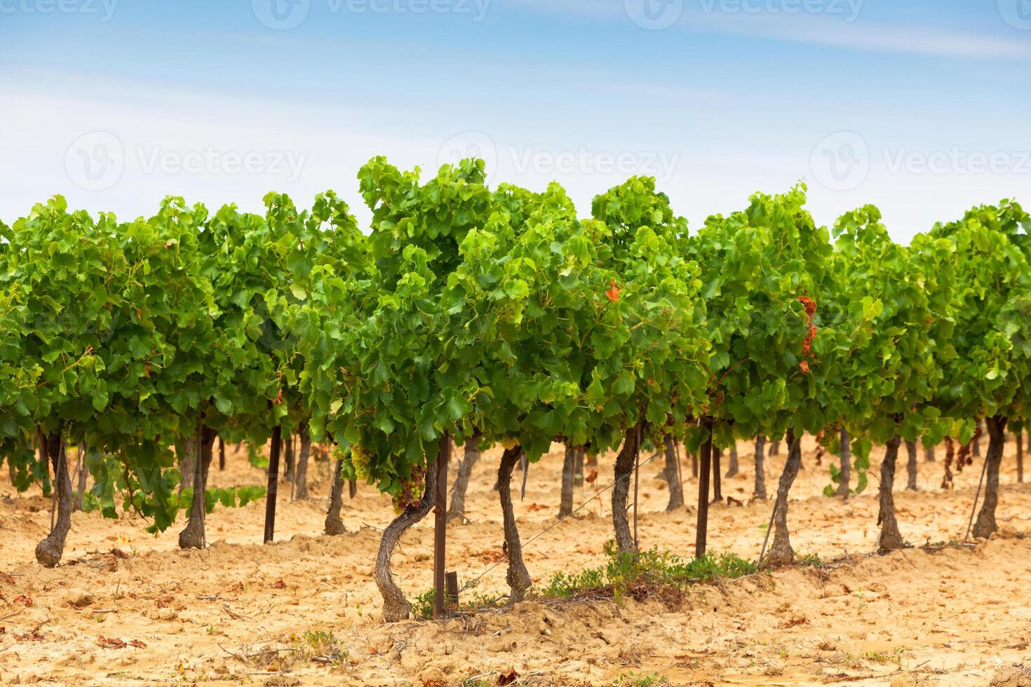 Rows of Vineyard Field in Southern France photo