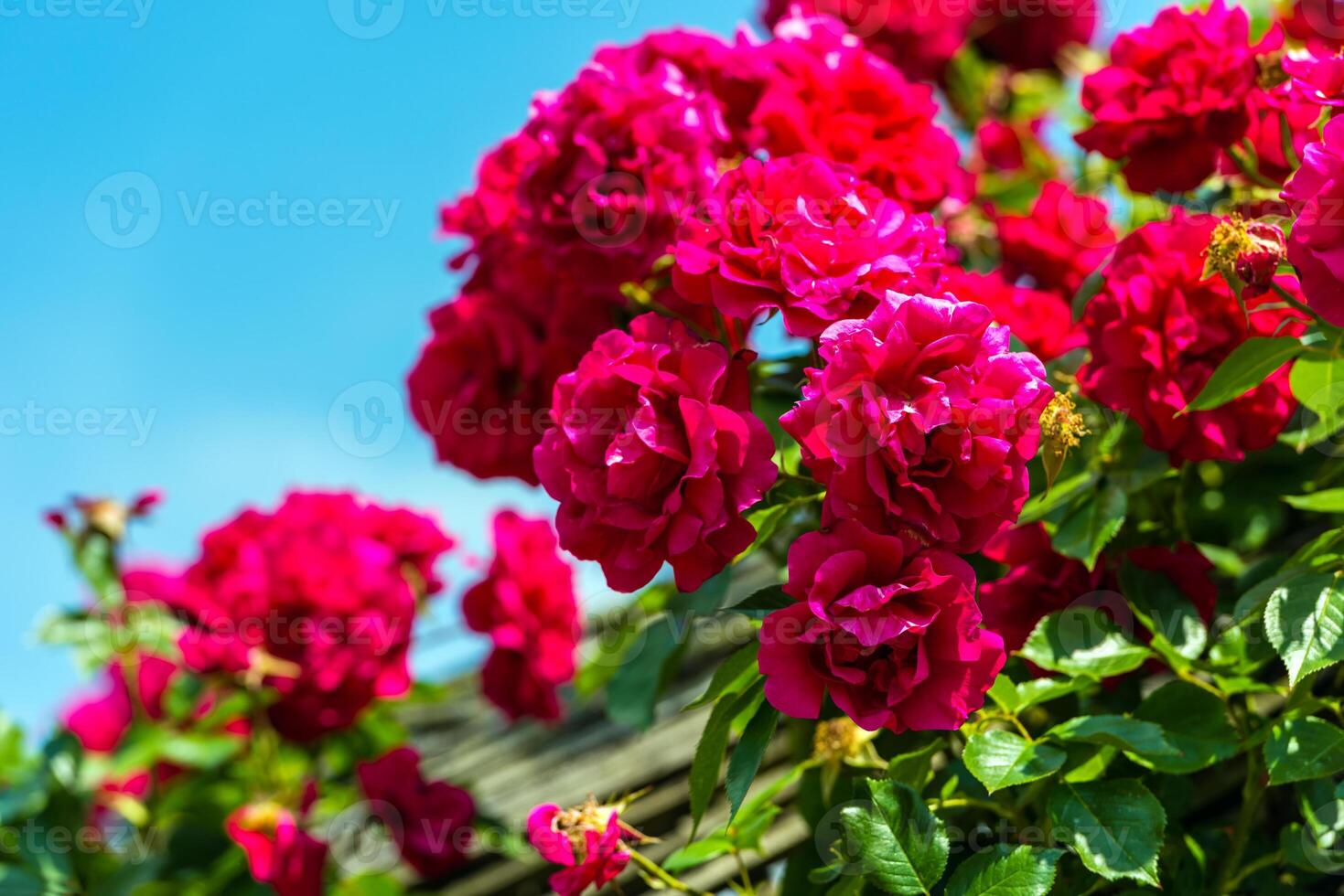 Bush of beautiful roses in a garden photo