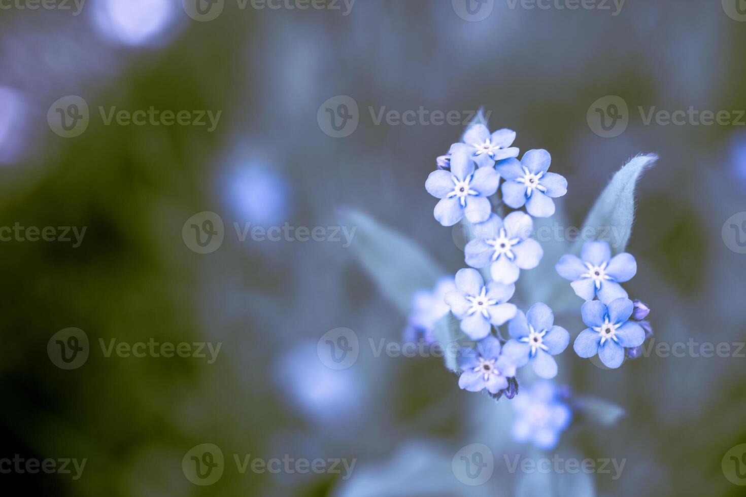 Unique blue forget-me-not flowers close up photo