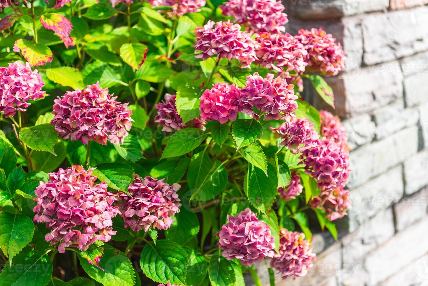 Pink hydrangea flowers bush on a brick wall background photo