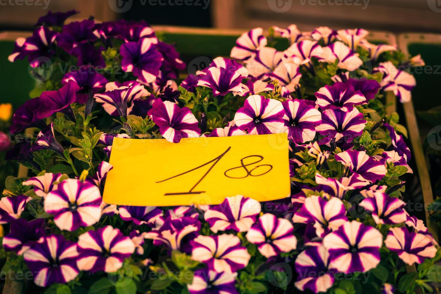 Bright petunia flowers seedlings selling outdoors photo