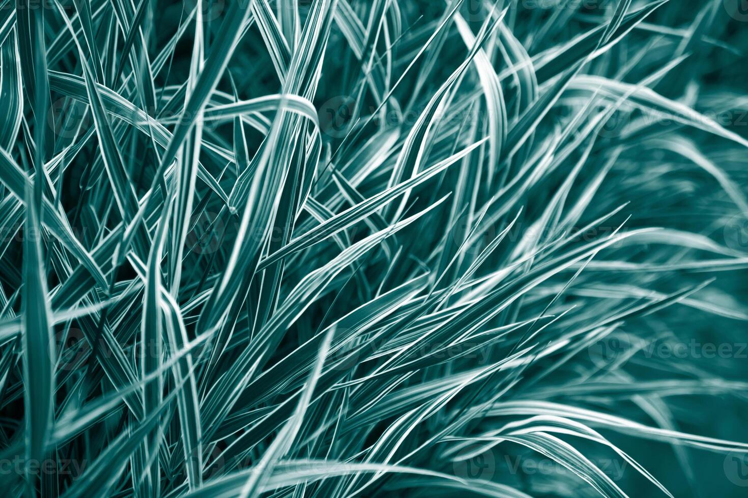 Natural plants dark teal monochrome background photo