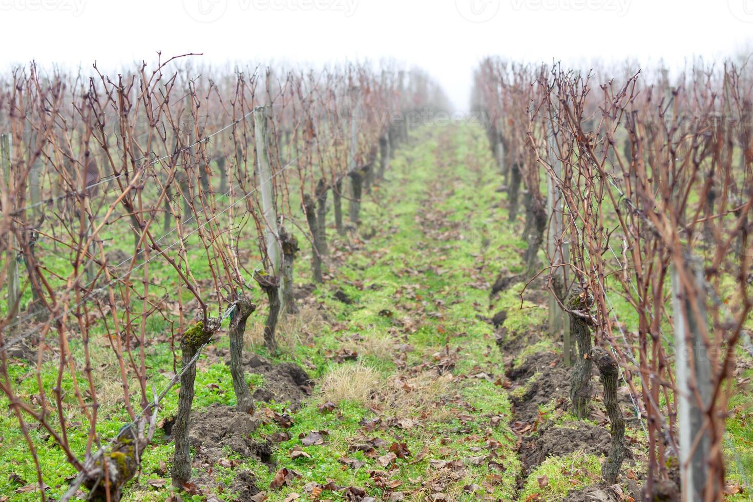 Vineyard in the mist photo