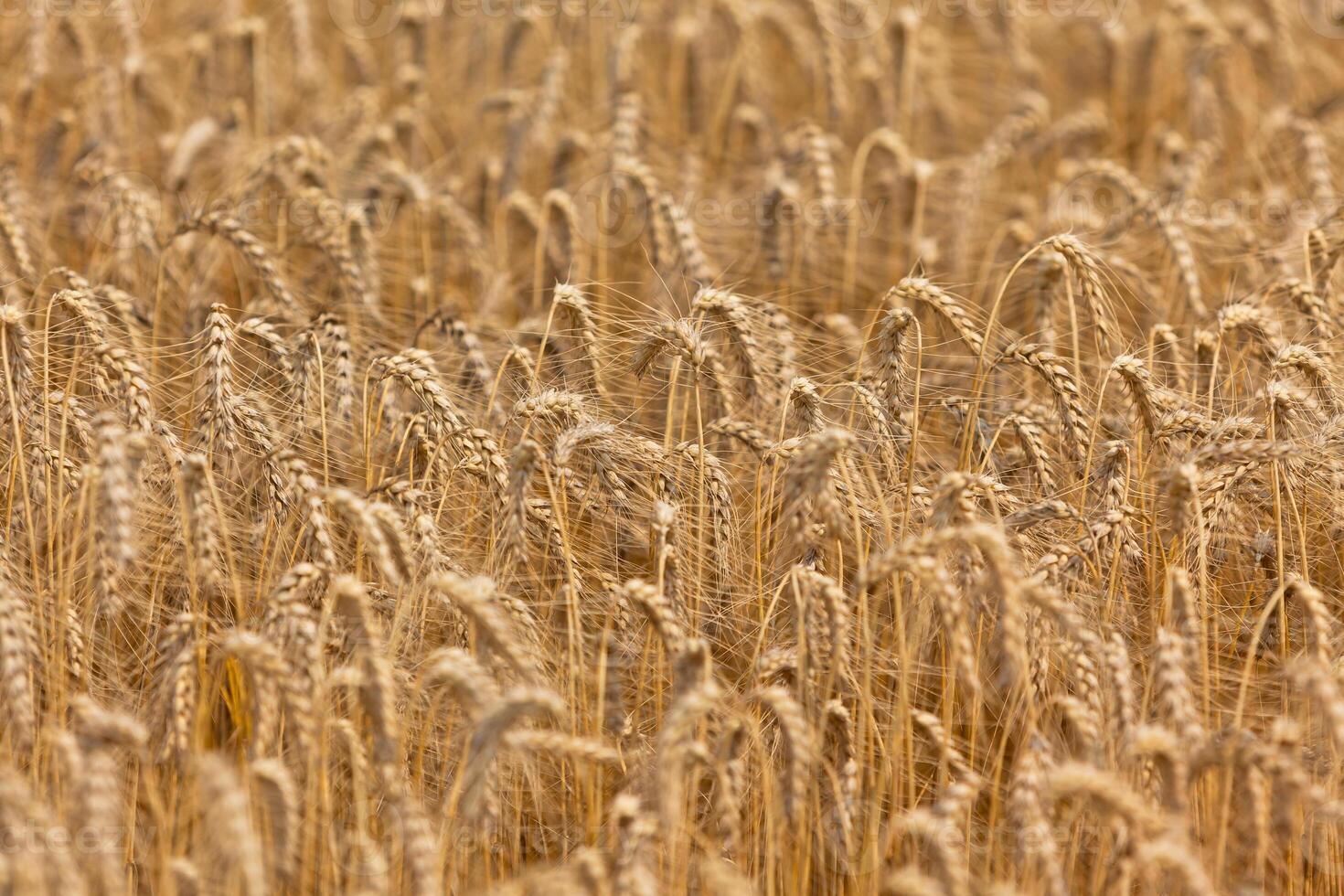 Ripe Cereal field photo