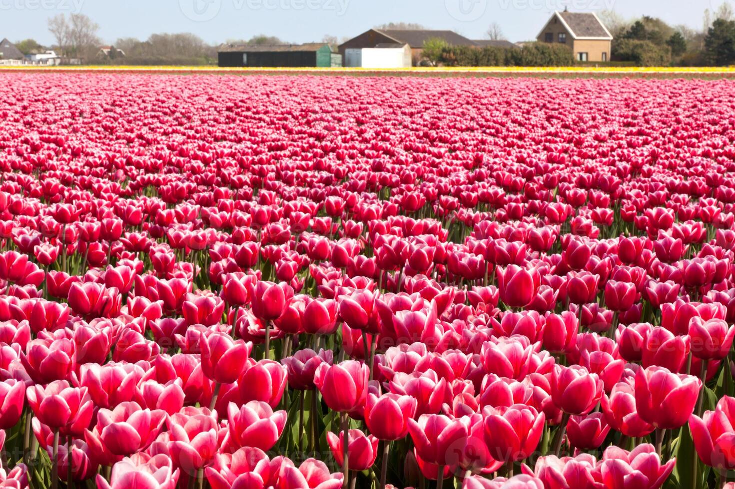 Multicolored tulip field in Holland photo