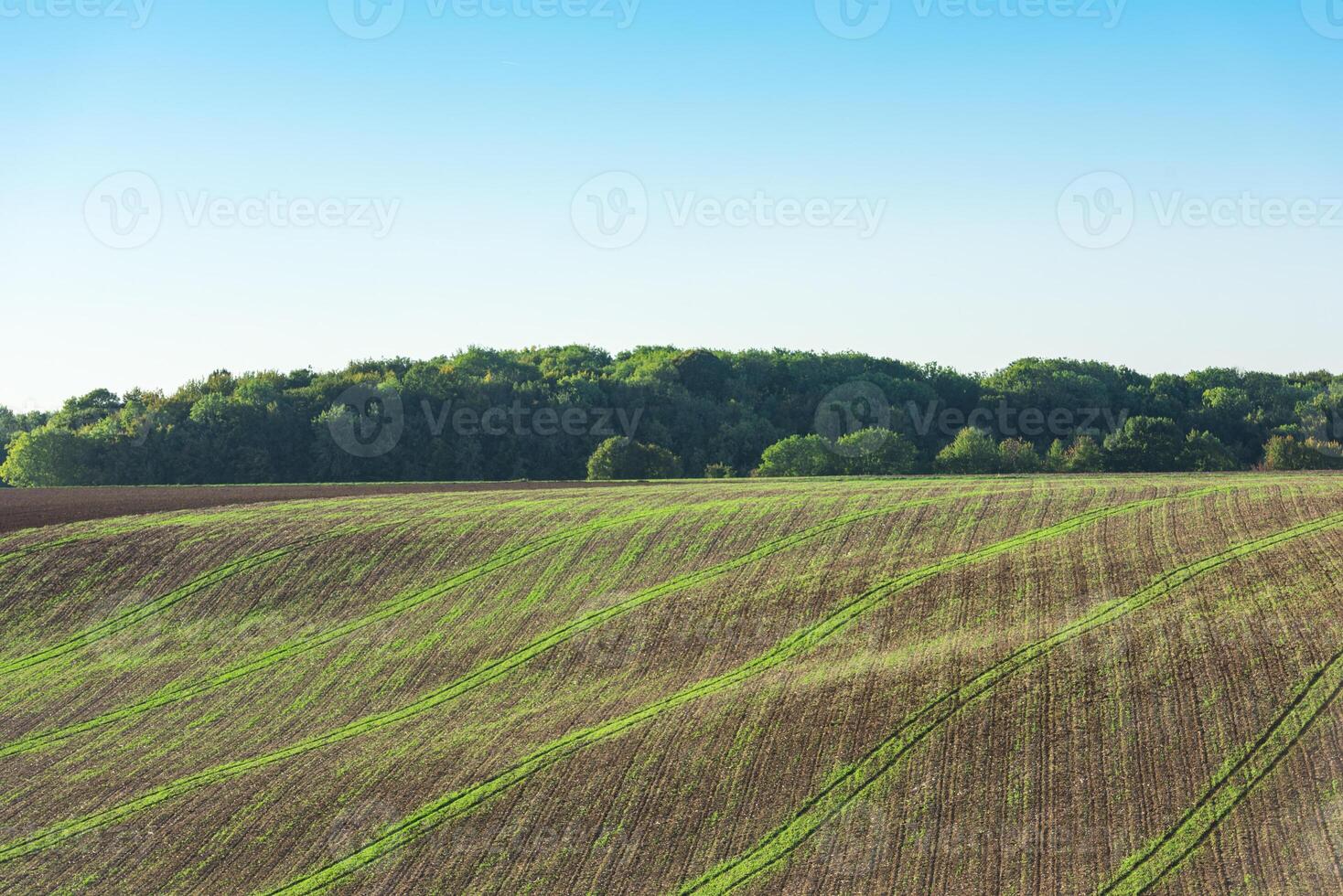 Agricultural field on a hill with young sprouts photo