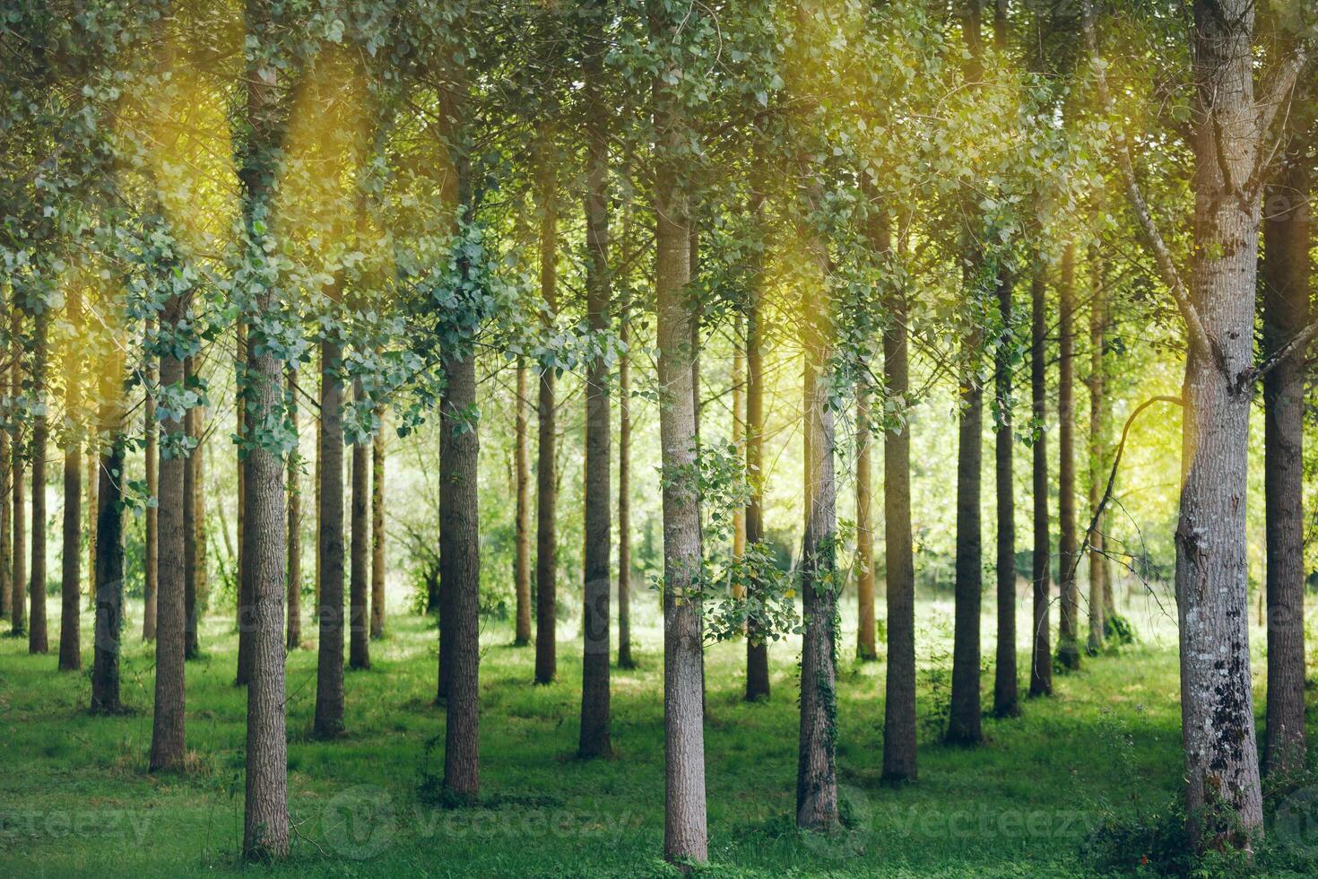 Trees planted in a row in the forest photo