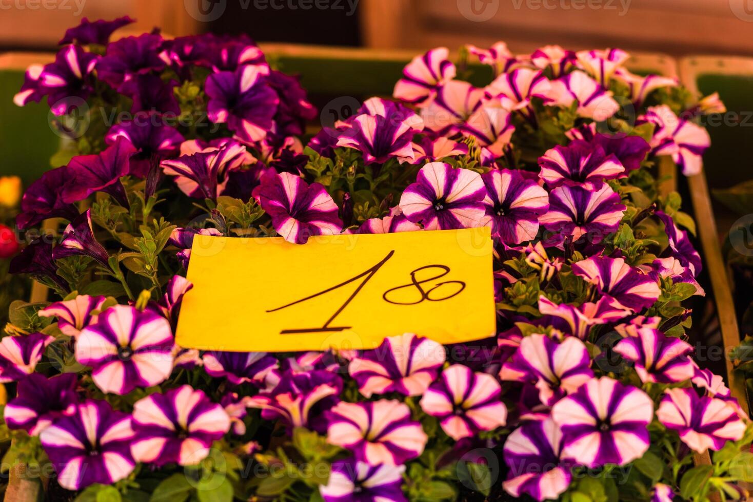 Bright petunia flowers seedlings selling outdoors photo