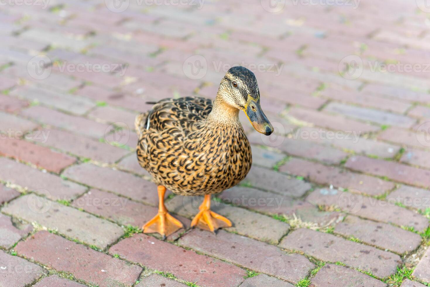 small wild duck on a pavement photo