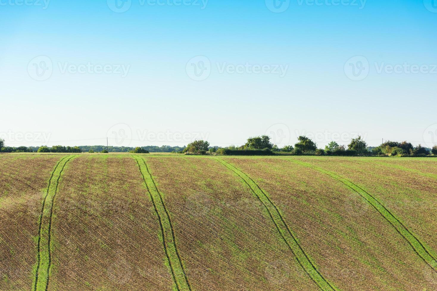 Agricultural field on a hill with young sprouts photo