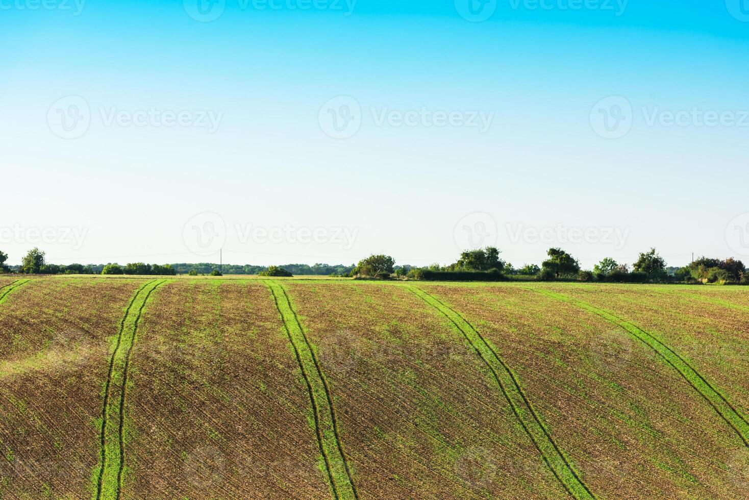 Agricultural field on a hill with young sprouts photo