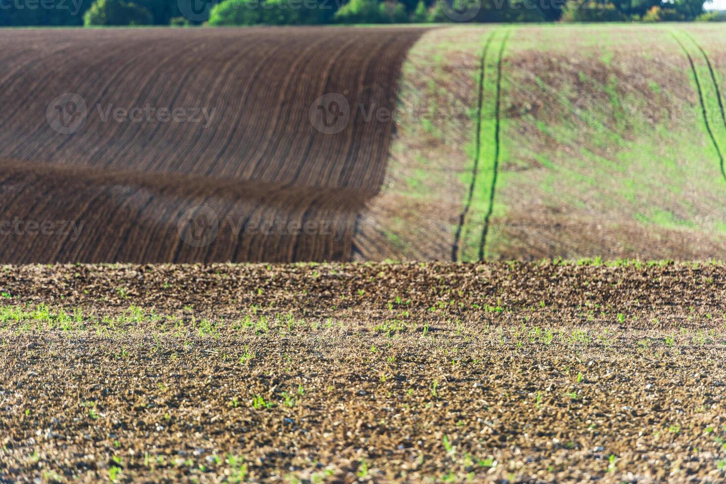 Agricultural field on a hill with young sprouts photo