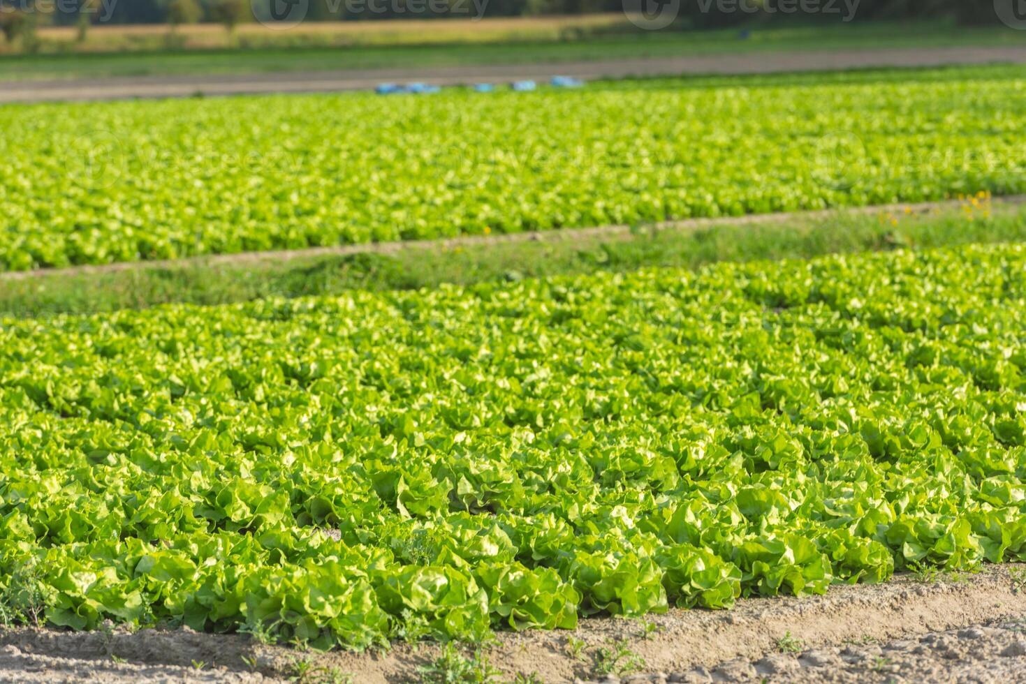 Cultivated field fresh green salad bed rows photo