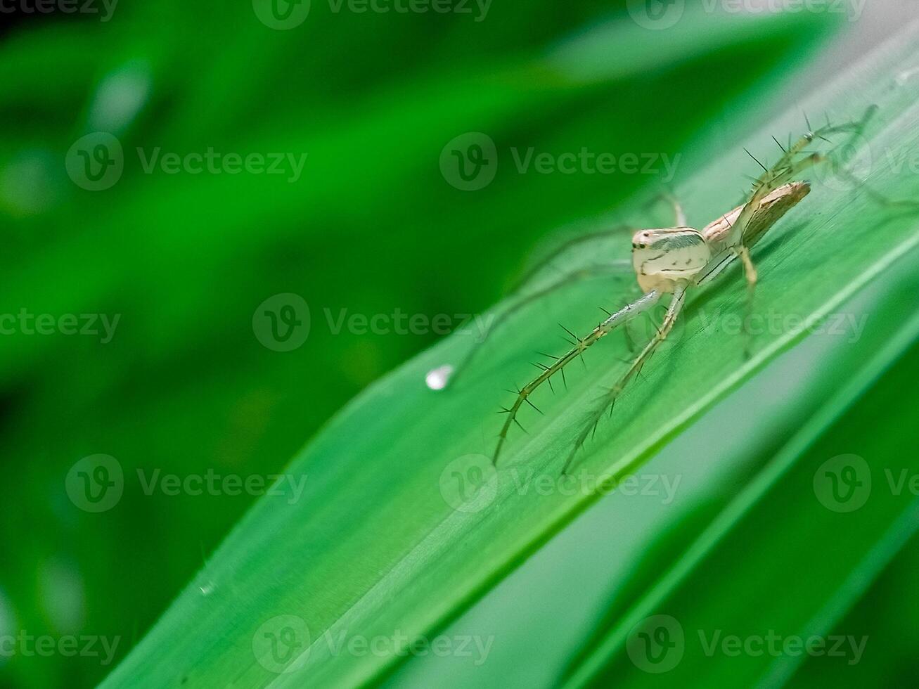 Macro photo of a spider on a green leaf with a blurred background.