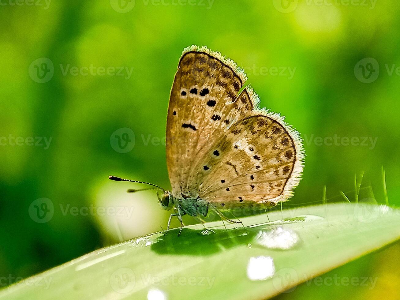 A beautiful white moth perched on a weed.a Butterfly stay on leaves photo