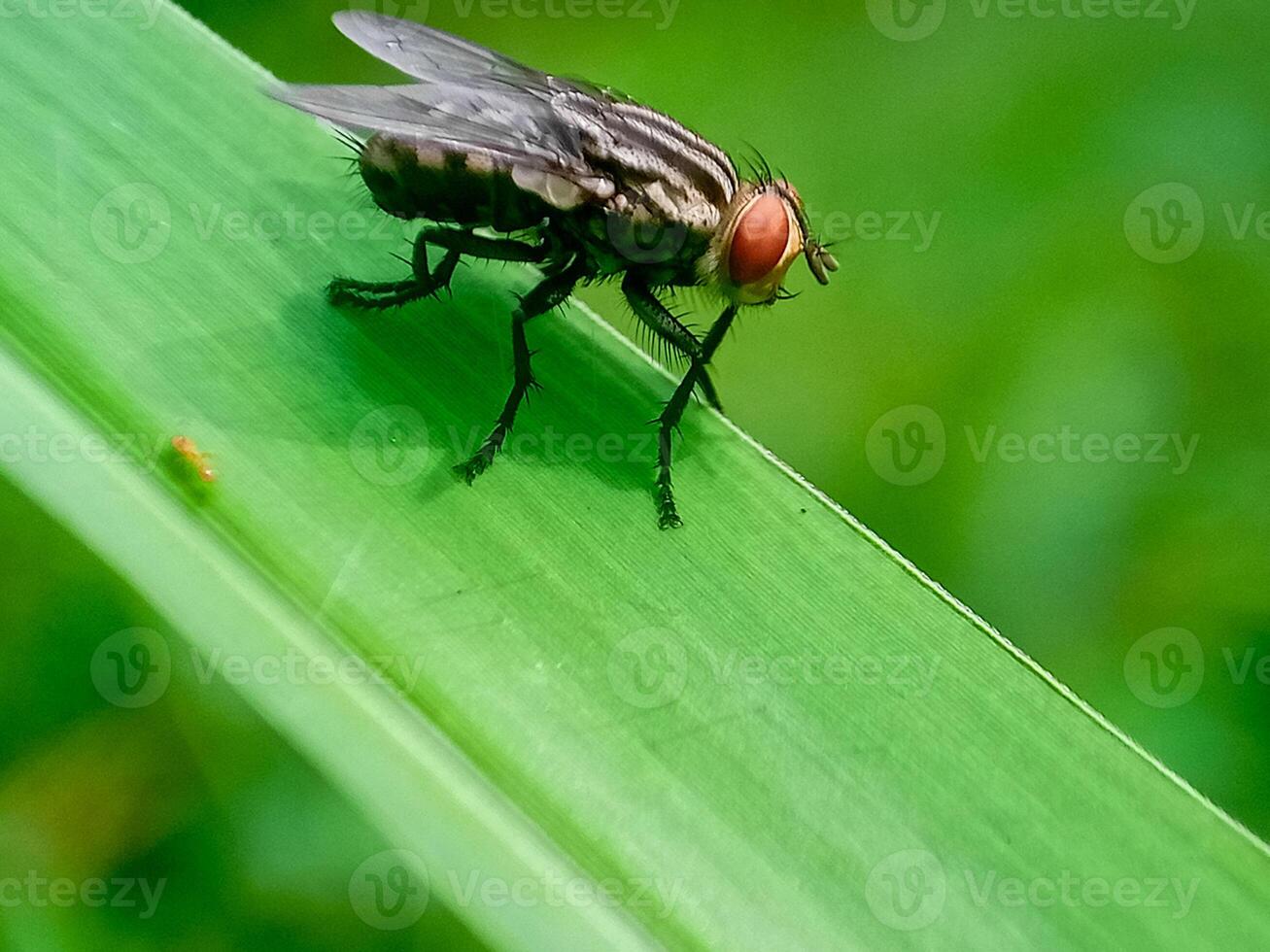 hominivorax, the New World screw-worm fly, or screw-worm for short, is a species of parasitic fly that is well known for the way in which its larvae maggots eat the living tissue. photo