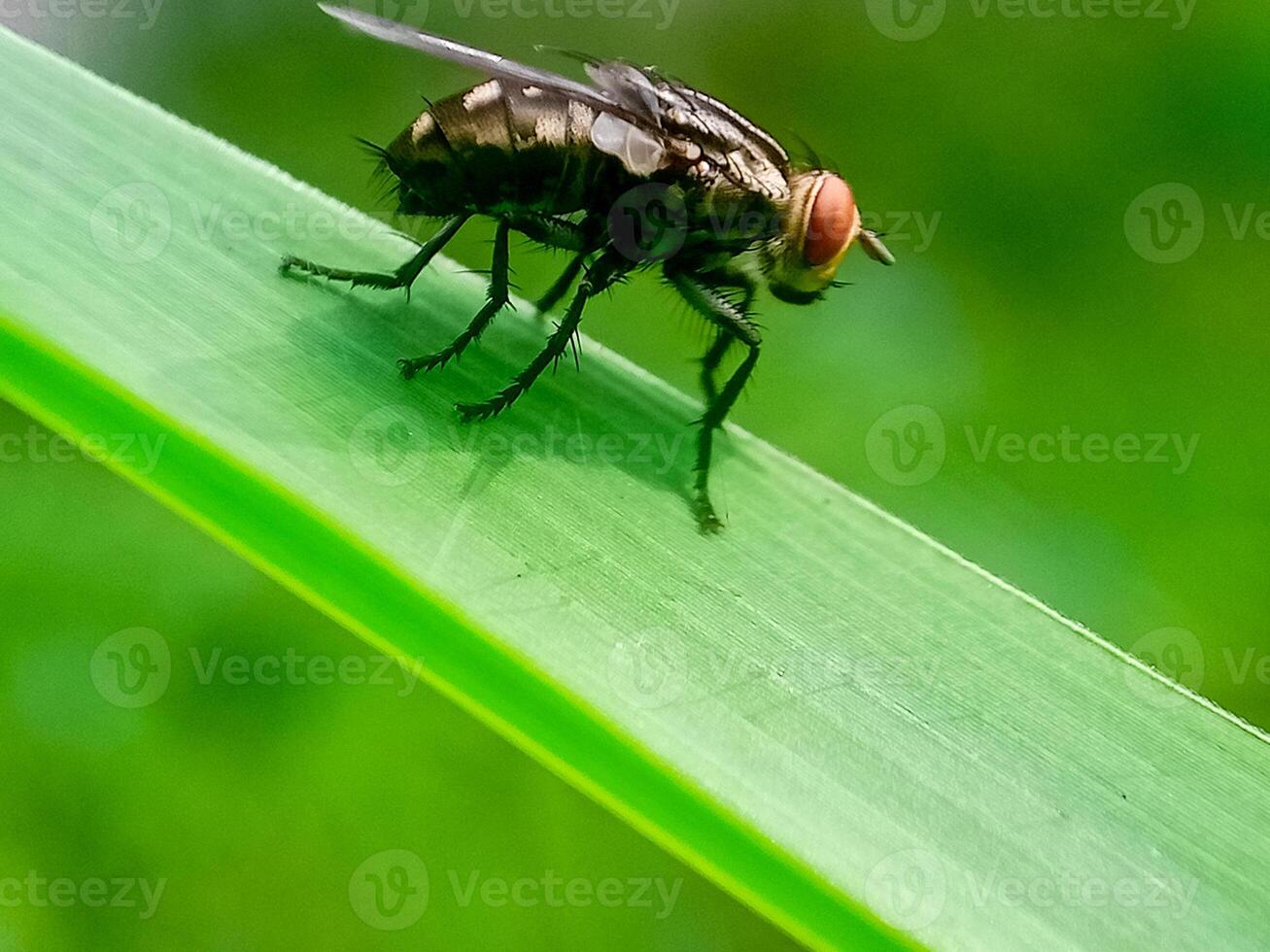 hominivorax, the New World screw-worm fly, or screw-worm for short, is a species of parasitic fly that is well known for the way in which its larvae maggots eat the living tissue. photo