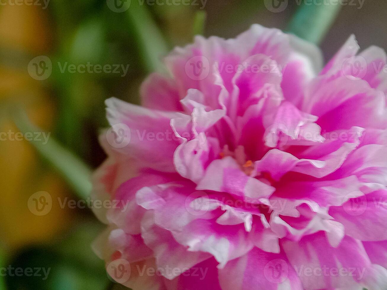 Beautiful Portulaca Grandiflora flowers of a mixture of white and pink. It is also known as flowerTime, Sun rose, Mexican rose photo