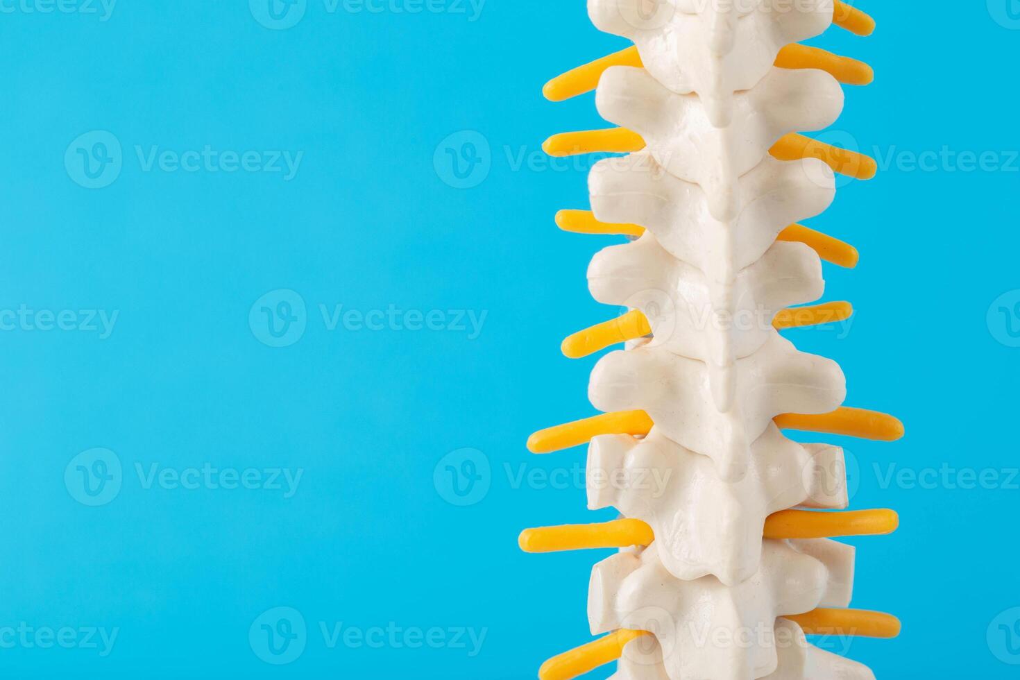 Mockup of the human spine with nerve roots on a blue background. Spine treatment and health concept. Discomfort and problems with the spine. Orthopedics and vertebrology. Copy space for text. photo