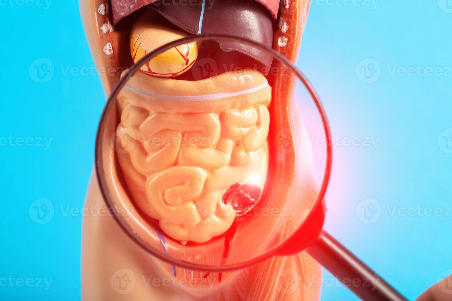 Mockup of a human with internal organs and red intestines under a magnifying glass on a blue background. Intestinal diseases concept, ulcerative colitis and intestinal ulcer, appendicitis. photo
