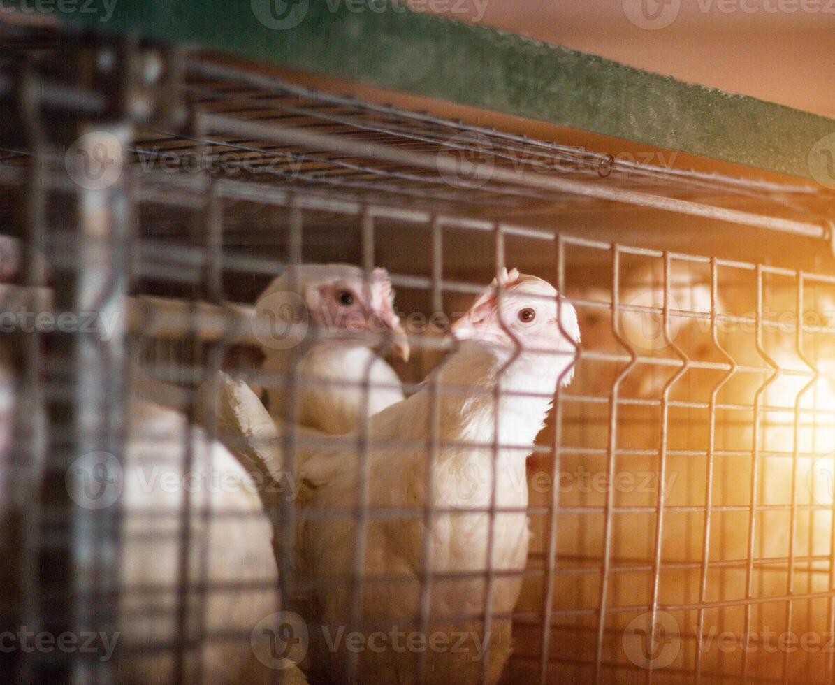Young chickens in an open-air cage at a broiler chicken farm, sunset, close-up, agriculture photo