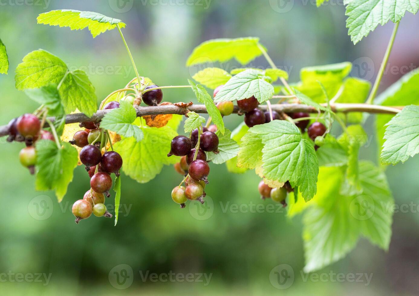 Ripening of a large black currant berry on a bush branch in the country in summer. Copy space for text. Growing berries photo