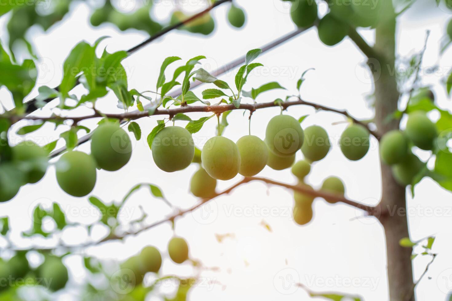 Ripening hybrid plum with peach on a tree, green fruits. High yield of fruit tree, gardening photo