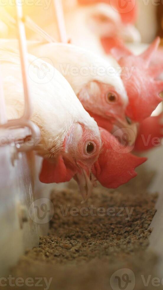 White hens pecking compound feed on poultry farm, industry, sun photo