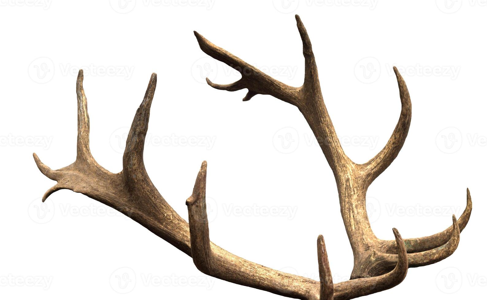 Large antler maral deer on a white background, isolate, horn photo