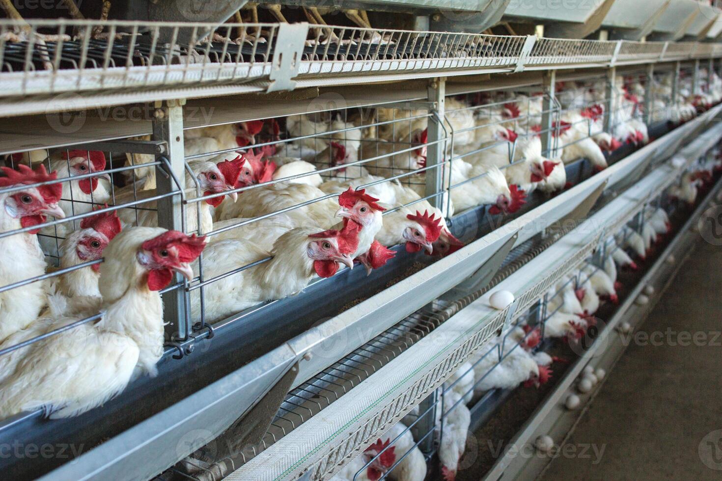 Modern chicken farm for the breeding of white chickens and eggs, multi-level conveyor, indoor, copy space photo
