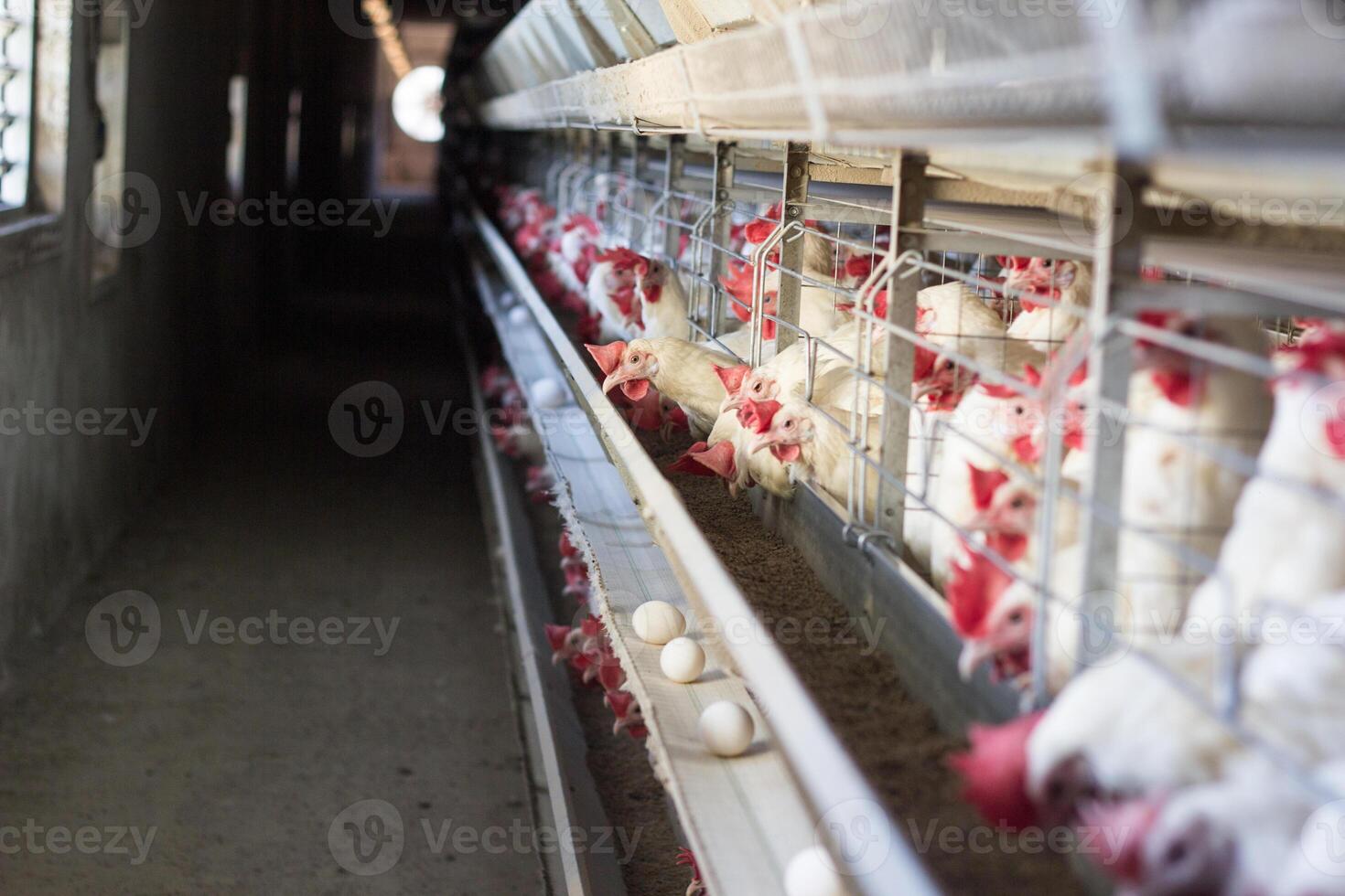 Modern chicken farm for the production of chickens and the production of eggs that move along the conveyor, copy space, poultry farming photo