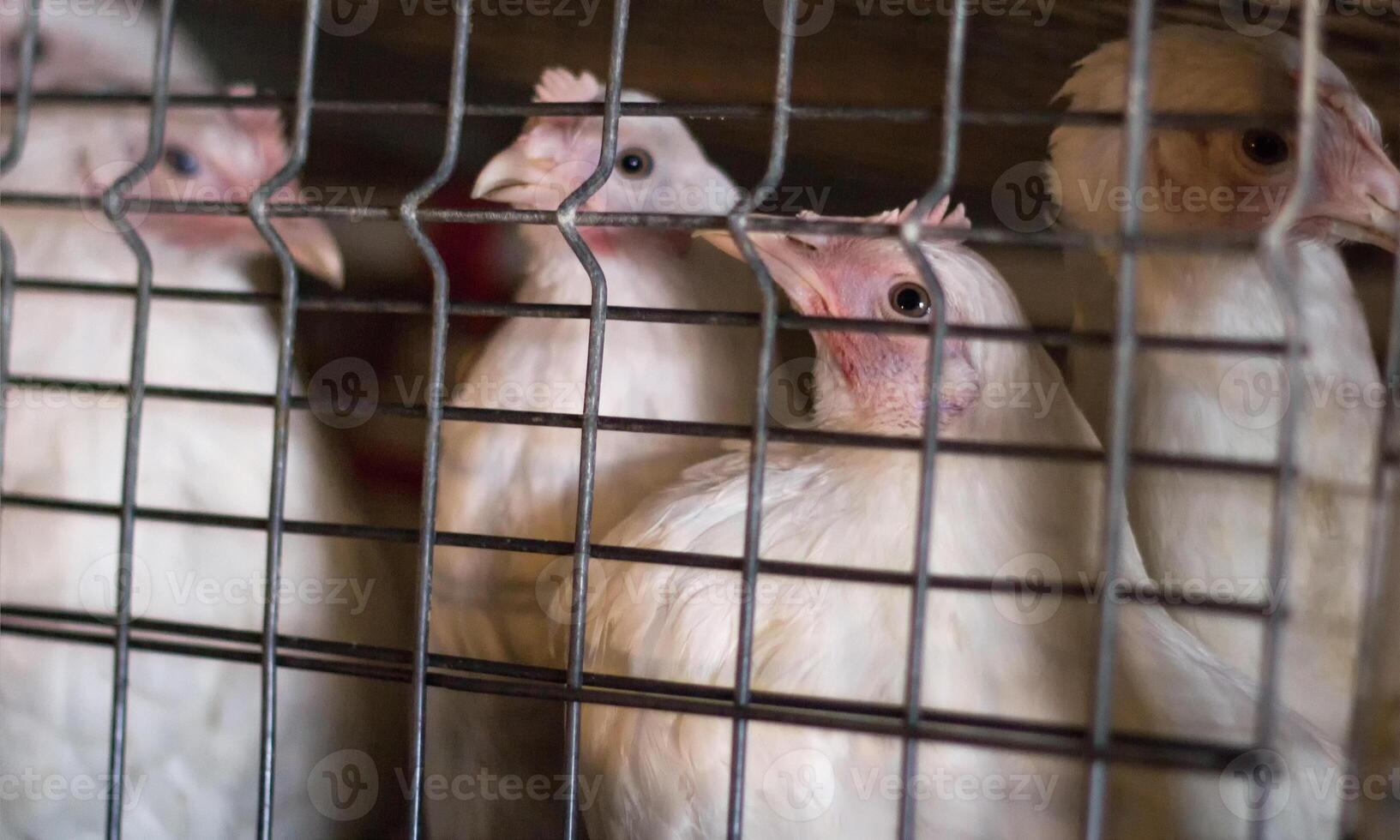 Young hens for meat sit in cages on the chicken farm, close-up, animal, younger generation photo
